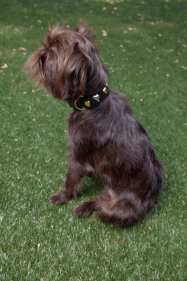 LIL RIVETTO COLLAR