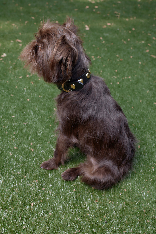 Black leather dog collar with gold heart hardware